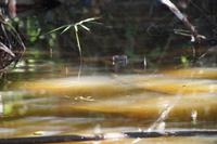 Kaum zu sehen, nur die Augen, ein kleiner schwarzer Kaiman