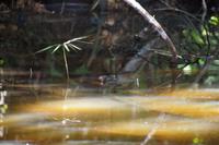 Kaum zu sehen, nur die Augen, ein kleiner schwarzer Kaiman