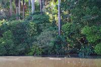 Ufervegetation am Sandovalsee