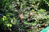 Hoatzins am Lago Sandavol - der Vogel hat keine Fressfeinde, weil er „stinkt“.
