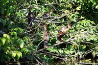 Hoatzins am Lago Sandavol - der Vogel hat keine Fressfeinde, weil er „stinkt“.