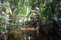 Lago Sandoval - der Sandoval-See