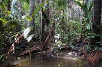 Lago Sandoval - der Sandoval-See