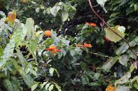 Blüten im Regenwald