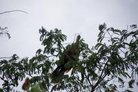 Hoatzin