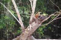 Eine Art Baumläufer