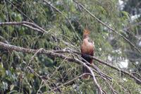 Hoatzin