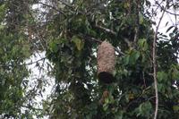 Wespennest. Mirko erklärt, diese Wespenart seo so aggressiv, sie verfolge als Bedrohung wahrgenommene Wesen, auch wenn diese ins Wasser flöhen; sie würden über dem Wasser kreisen, bis das Opfer wieder auftaucht.