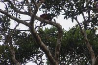 Brüllaffenmutter mit Kind