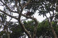 Brüllaffenmutter mit Kind