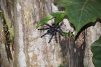 rosafüßige Tarantel