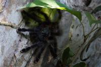 rosafüßige Tarantel