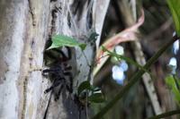 rosafüßige Tarantel vor ihrem Nest