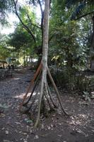 Laufender Baum - links eine neue Wurzel, die den Boden noch nicht erreicht hat