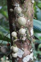 Was alles so im Regenwald wächst