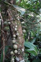 Was alles so im Regenwald wächst