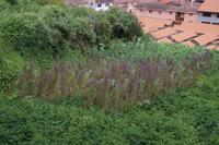 Ein Feld lilane(r) Quinoa, Chinchero