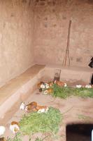 Meerschweinchen: Hier zu Schauzwecken, wie sie in einheimischen Küchen als Proteinlieferant gehalten werden - uns wird erzählt, diese hier würden nicht verspeist und dienten wirklich nur zu Schauzwecken *zwinker* 