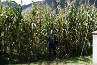 Der Reiseleiter ist ca. 1,90, der Mais überragt also leicht die vier Meter