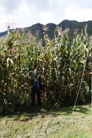 Der Reiseleiter ist ca. 1,90, der Mais überragt also leicht die vier Meter