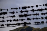 Bartflechten siedeln sich gerne auch auf Stromleitungen an.