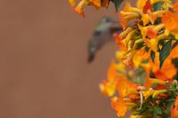 Es ist schwer, einen Colibri scharf zu kriegen