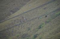 Baumbepflanzung über dem Urubamba