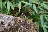 Vogel in Machu Picchu