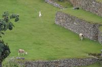 Lamas kommen in Machu Picchu natürlich nicht vor. Sie lieben das Ichu-Gras auf den Hochebenen, das hier, im Nebelwald, gar nicht wächst
