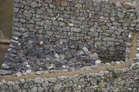 Suchbild mit Berg-Viscacha (