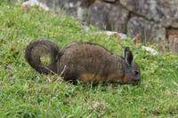 Berg-Viscacha (