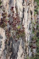 Bromelien in der steilen Felswand 