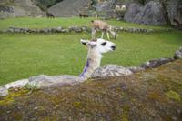 Lamas kommen in Machu Picchu natürlich nicht vor. Sie lieben das Ichu-Gras auf den Hochebenen, das hier, im Nebelwald, gar nicht wächst