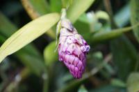 Blüte in Machu Picchu