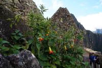 Trompetenblumen Machu Picchu