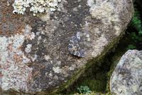 Schmetterling Machu Picchu