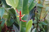Strelitzie Machu Picchu