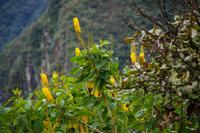 Der Nebelwald blüht