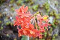 Blüte bei Machu Picchu
