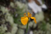 Orchidee bei Machu Picchu
