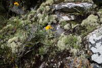 Orchideen und Irisch Moos, Machu Picchu