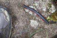 Cienpies (Hundertfüßer)