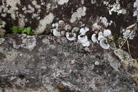 Pilze, welche die Frabe des steins annehmen und wie Flechten aussehen. 