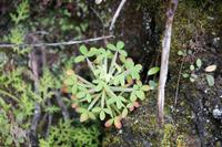 Pflanze bei Machu Picchu