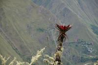 Bromelie auf einem Baum 