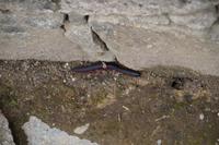 Cienpies (Hundertfüßer)