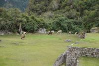 Lamas kommen in Machu Picchu natürlich nicht vor. Sie lieben das Ichu-Gras auf den Hochebenen, das hier, im Nebelwald, gar nicht wächst
