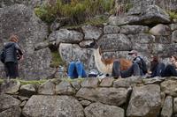 Einige Touristen schlafen und bekommen gar nicht mit, dass das Lama, welches wiederum von Selfiesüchtigen verfolgt wird, um ihre Köpde herumstreift.