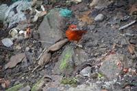 Vogel in Machu Picchu