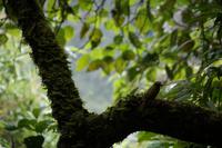 Vogel in Machu Picchu